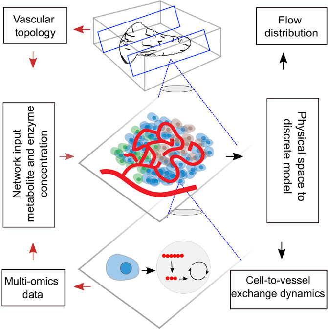 A Graph-Based Framework for Multiscale Modeling of Physiological Transport